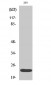 eIF4E (phospho Ser209) Polyclonal Antibody